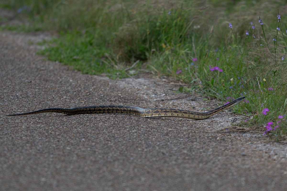 DPPhotography - Texas - Texas rat snake, Elaphe obseoleta lindheimeri - B.jpg - Texas rat snake, Elaphe obseoleta lindheimeri - Aransas NWR, Texas