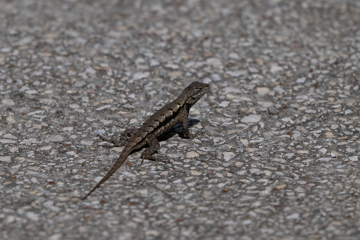 DPPhotography - Texas - Texas spiny lizard, Sceloporus olivaceus - B.jpg - Texas spiny lizard, Sceloporus olivaceus - Aransas NWR, Texas