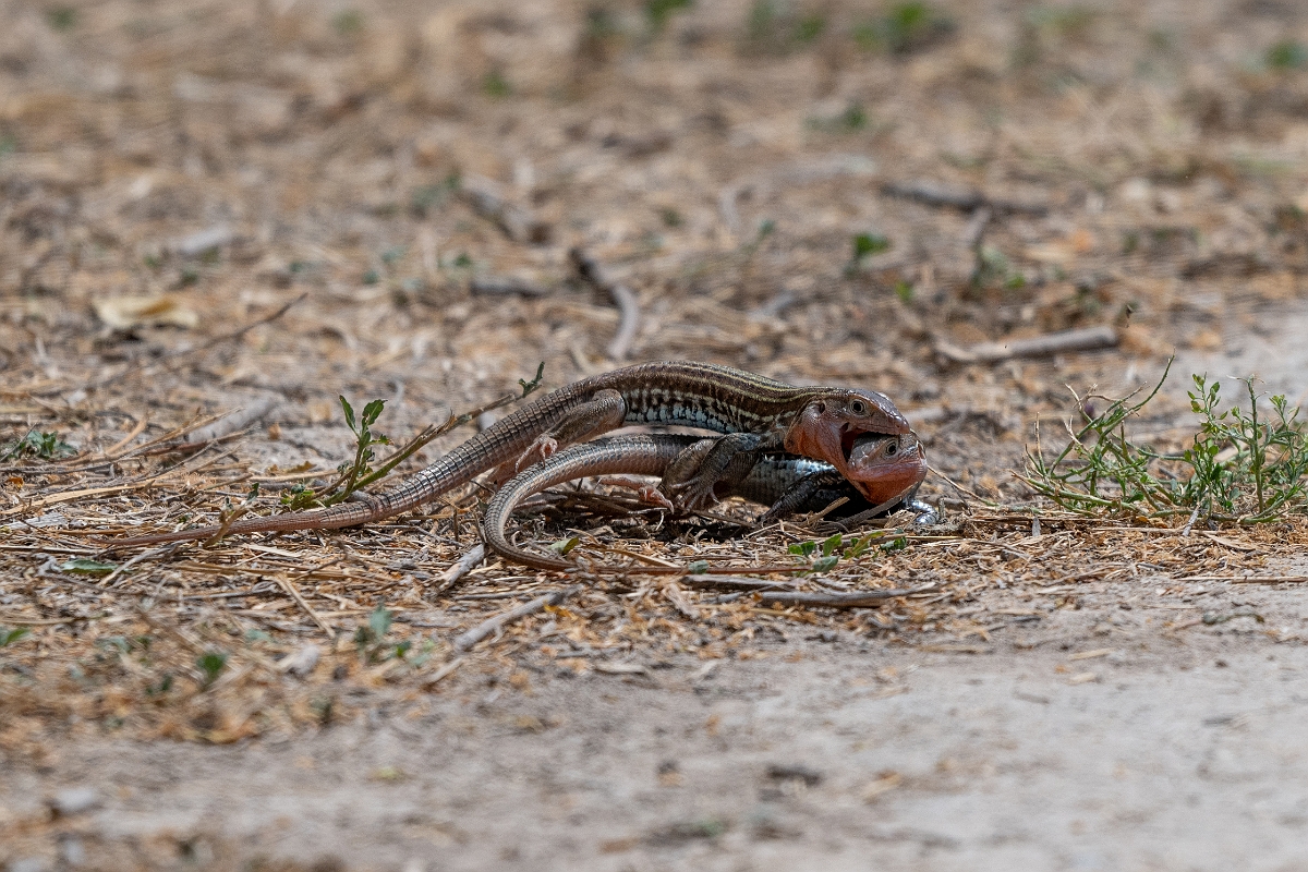 DPPhotography - Texas - Texas spotted whiptail, Aspidoscelis gularis - A.jpg - Texas spotted whiptail, Aspidoscelis gularis - National Butterfly Center, Texas