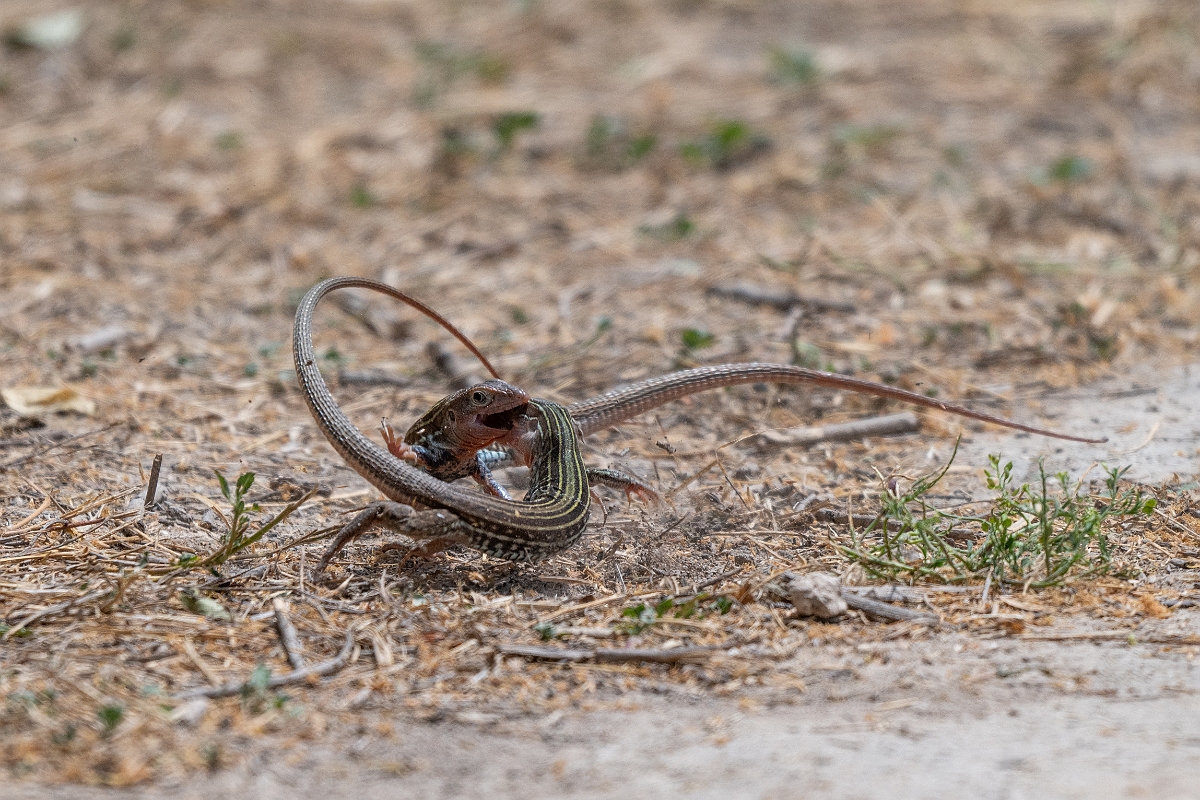 DPPhotography - Texas - Texas spotted whiptail, Aspidoscelis gularis - B.jpg - Texas spotted whiptail, Aspidoscelis gularis - National Butterfly Center, Texas