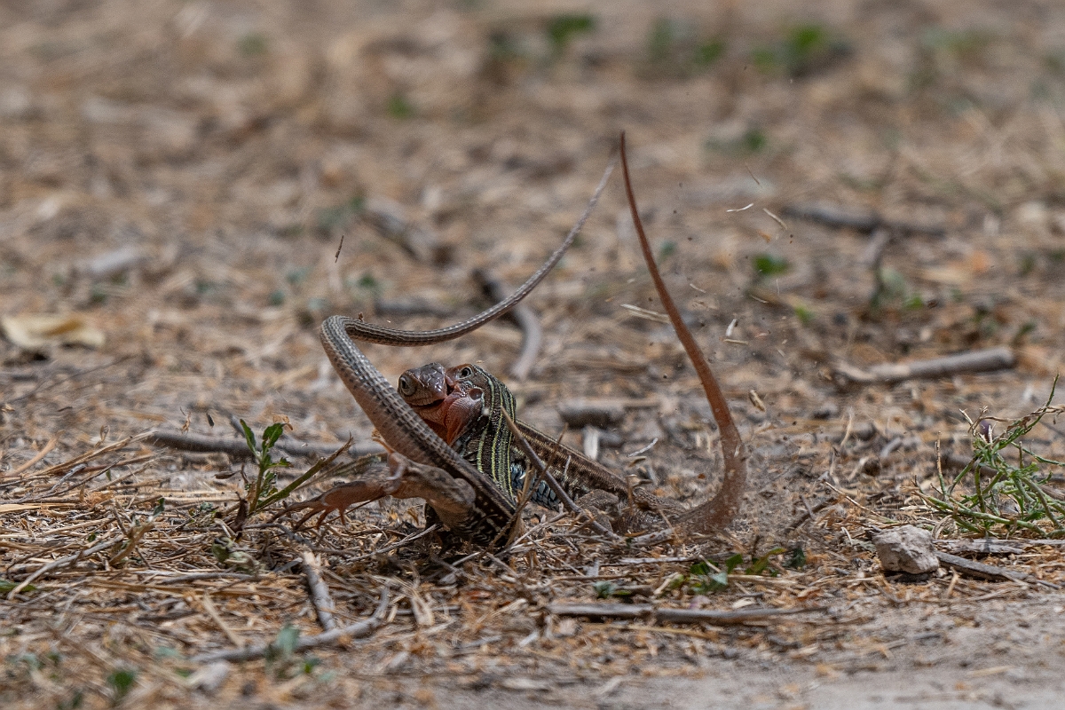 DPPhotography - Texas - Texas spotted whiptail, Aspidoscelis gularis - C.jpg - Texas spotted whiptail, Aspidoscelis gularis - National Butterfly Center, Texas