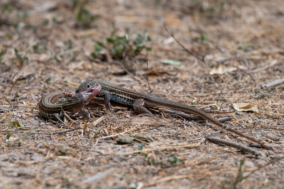DPPhotography - Texas - Texas spotted whiptail, Aspidoscelis gularis - D.jpg - Texas spotted whiptail, Aspidoscelis gularis - National Butterfly Center, Texas