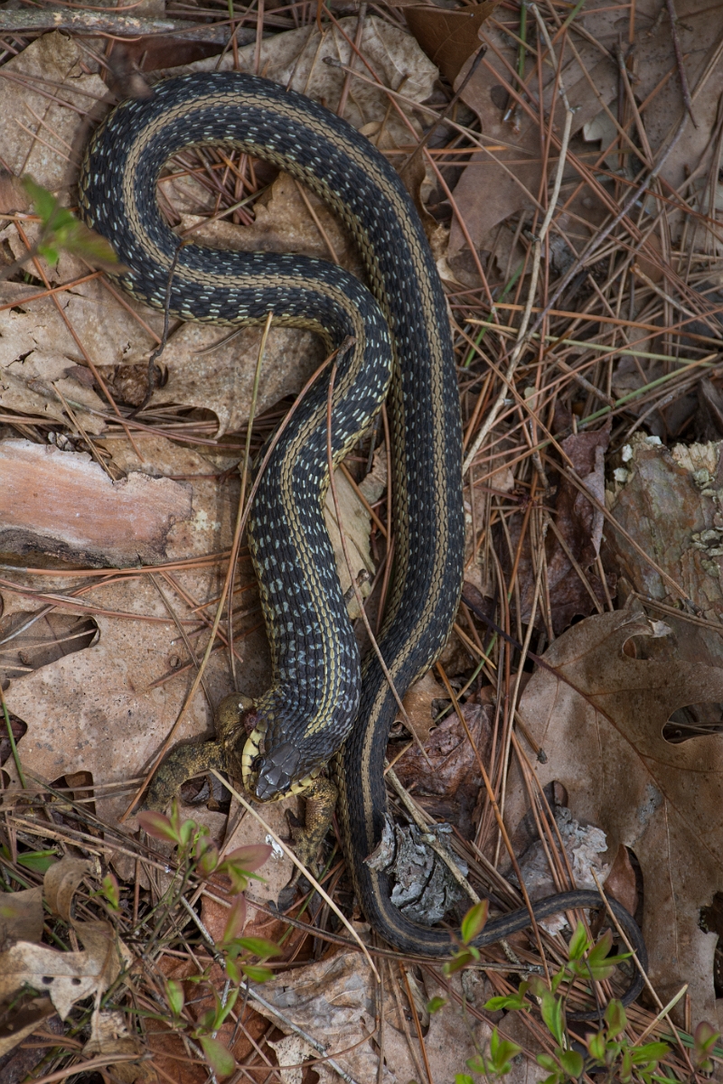 DPPhotography - USA - Common garter snake - C.jpg - Eastern garter snake, Thamnophis sirtalis sirtalis - Reading Forest, MA