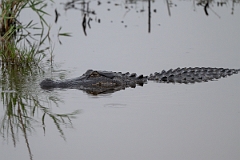 DPPhotography - Texas - American alligator, Alligator mississippiensis - A