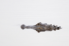 DPPhotography - Texas - American alligator, Alligator mississippiensis - B