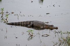 DPPhotography - Texas - American alligator, Alligator mississippiensis - C