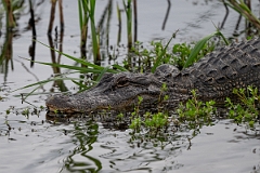 DPPhotography - Texas - American alligator, Alligator mississippiensis - E