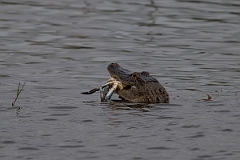 DPPhotography - Texas - American alligator, Alligator mississippiensis - F