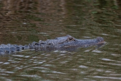 DPPhotography - Texas - American alligator, Alligator mississippiensis - G
