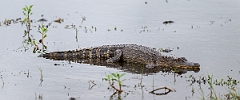 DPPhotography - Texas - American alligator, Alligator mississippiensis - H