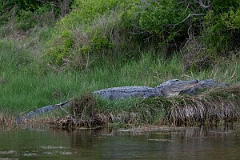 DPPhotography - Texas - American alligator, Alligator mississippiensis - I