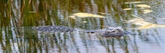 DPPhotography - Texas - American alligator, Alligator mississippiensis - K