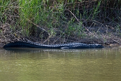 DPPhotography - Texas - American alligator, Alligator mississippiensis - L