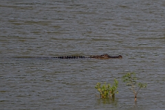 DPPhotography - Texas - American alligator, Alligator mississippiensis - M