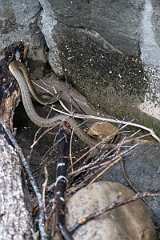 DPPhotography - Texas - Blotched water snake, Nerodia erythrogaster transversa - A