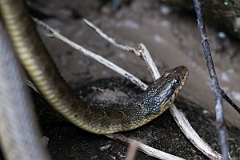 DPPhotography - Texas - Blotched water snake, Nerodia erythrogaster transversa - B