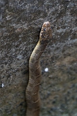 DPPhotography - Texas - Blotched water snake, Nerodia erythrogaster transversa - C
