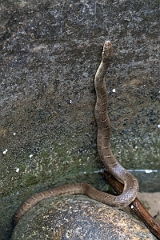 DPPhotography - Texas - Blotched water snake, Nerodia erythrogaster transversa - D