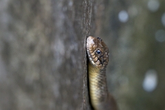 DPPhotography - Texas - Blotched water snake, Nerodia erythrogaster transversa - E