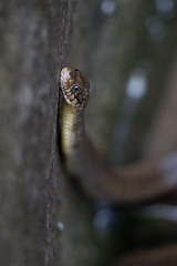 DPPhotography - Texas - Blotched water snake, Nerodia erythrogaster transversa - F