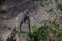 DPPhotography - Texas - Blue spiny lizard, Sceloporus cyanogenys - A