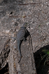 DPPhotography - Texas - Blue spiny lizard, Sceloporus cyanogenys - B