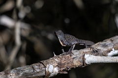 DPPhotography - Texas - Brown anole, Anolis sagrei - A