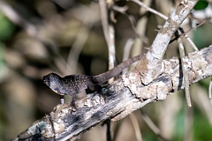 DPPhotography - Texas - Brown anole, Anolis sagrei - B