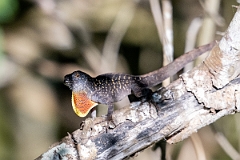 DPPhotography - Texas - Brown anole, Anolis sagrei - C