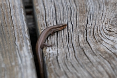 DPPhotography - Texas - Four-lined skink, Eumeces tetragrammus - A