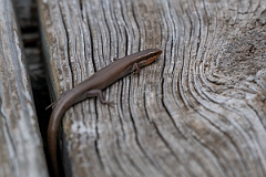 DPPhotography - Texas - Four-lined skink, Eumeces tetragrammus - B