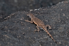 DPPhotography - Texas - Greater earless lizard, Cophosaurus texanus - A