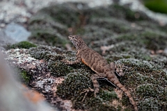 DPPhotography - Texas - Greater earless lizard, Cophosaurus texanus - B