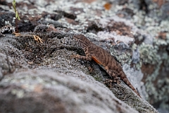 DPPhotography - Texas - Greater earless lizard, Cophosaurus texanus - C