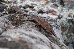 DPPhotography - Texas - Greater earless lizard, Cophosaurus texanus - D