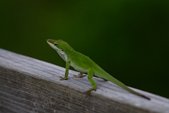 DPPhotography - Texas - Green anole, Anolis carolinensis - A