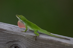 DPPhotography - Texas - Green anole, Anolis carolinensis - B