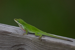 DPPhotography - Texas - Green anole, Anolis carolinensis - C