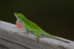 DPPhotography - Texas - Green anole, Anolis carolinensis - D