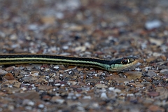 DPPhotography - Texas - Gulf coast ribbon snake, Thamnophis proximus orarius - A