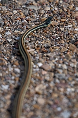 DPPhotography - Texas - Gulf coast ribbon snake, Thamnophis proximus orarius - B