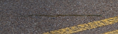 DPPhotography - Texas - Gulf coast ribbon snake, Thamnophis proximus orarius - C