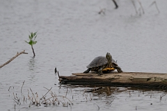 DPPhotography - Texas - Red-eared terrapin, Trachemys scripta elegans - A