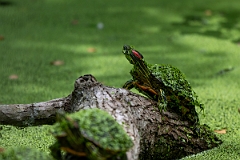 DPPhotography - Texas - Red-eared terrapin, Trachemys scripta elegans - B