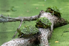 DPPhotography - Texas - Red-eared terrapin, Trachemys scripta elegans - C