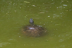 DPPhotography - Texas - River cooter, Chrysemys concinna - A