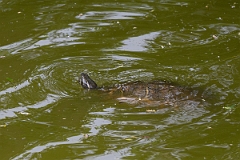 DPPhotography - Texas - River cooter, Chrysemys concinna - B