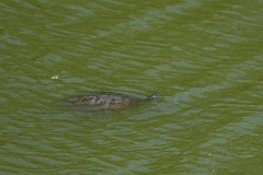 DPPhotography - Texas - River cooter, Chrysemys concinna - C