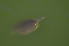 DPPhotography - Texas - Spiny softshell turtle, Apalone spinifera - C