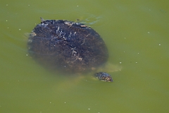 DPPhotography - Texas - Spiny softshell turtle, Apalone spinifera - D